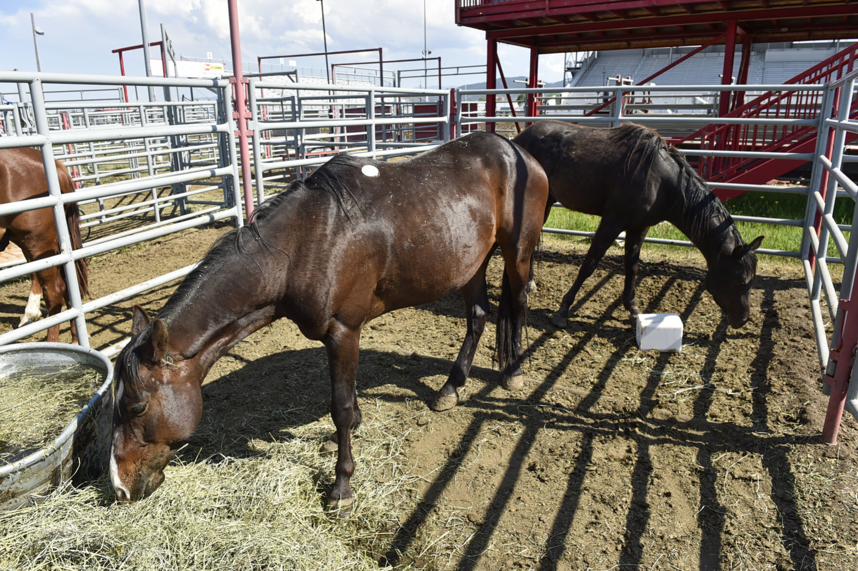 Seized Horses in Helena